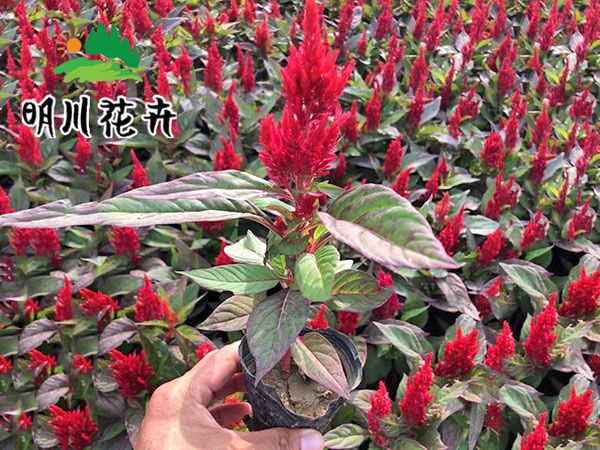 （世紀紅）雞冠花