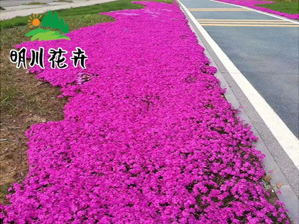 芝櫻花海.jpg